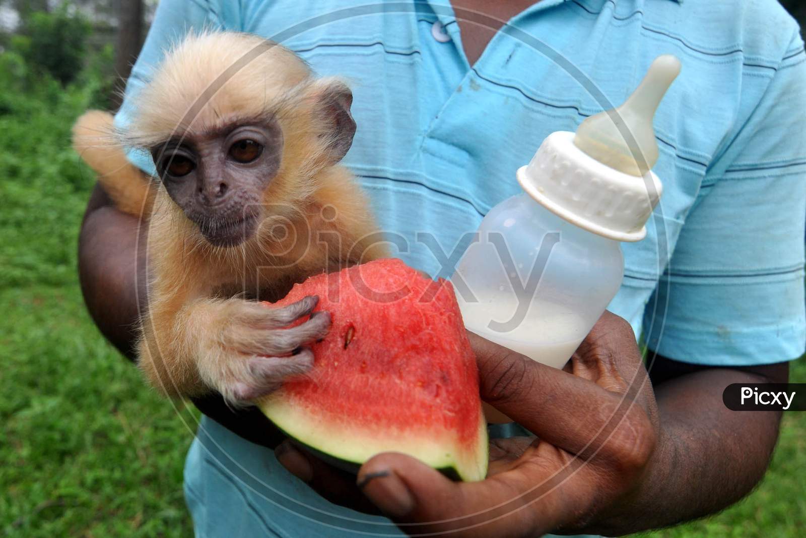 An animal keeper feeds a three-month-old golden langur after it was rescued at Assam State Zoo popularly known as Botanical Garden in Guwahati, Assam on July 9, 2020
