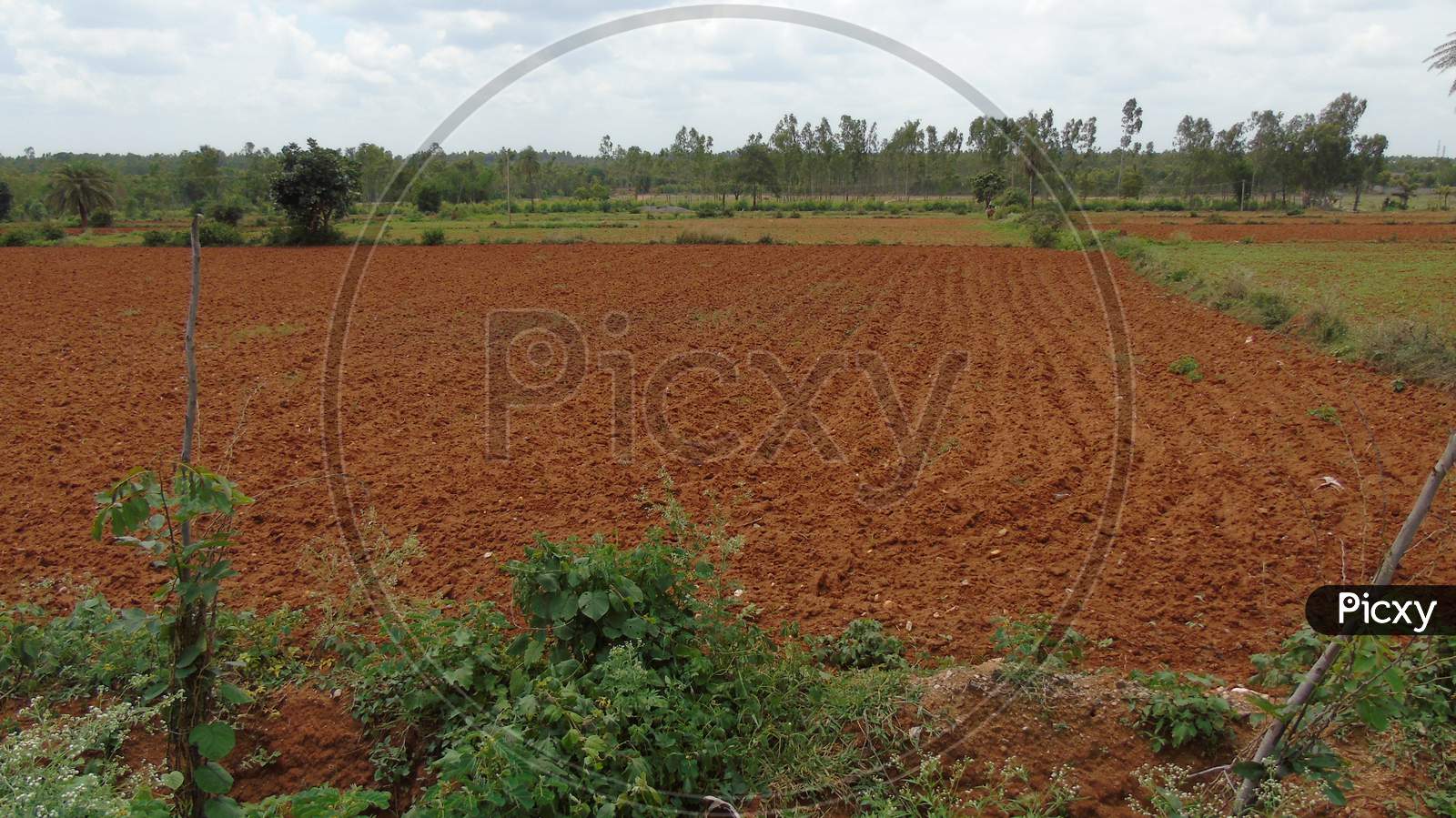 A agriculture field in village