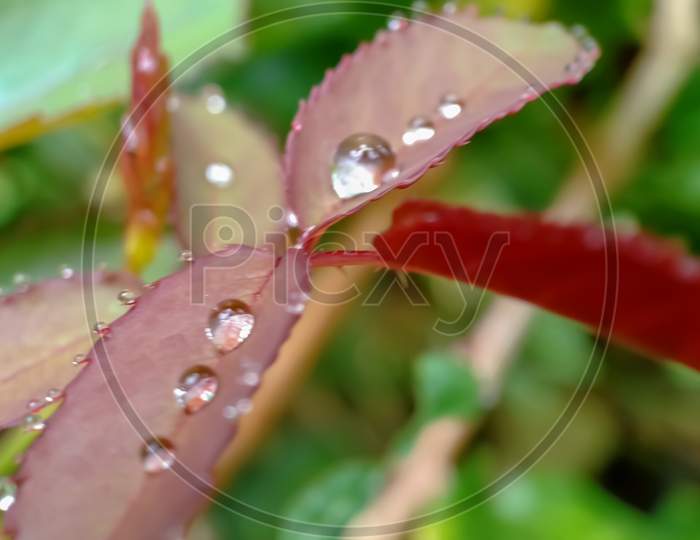 Rose Leaf And Water Drops