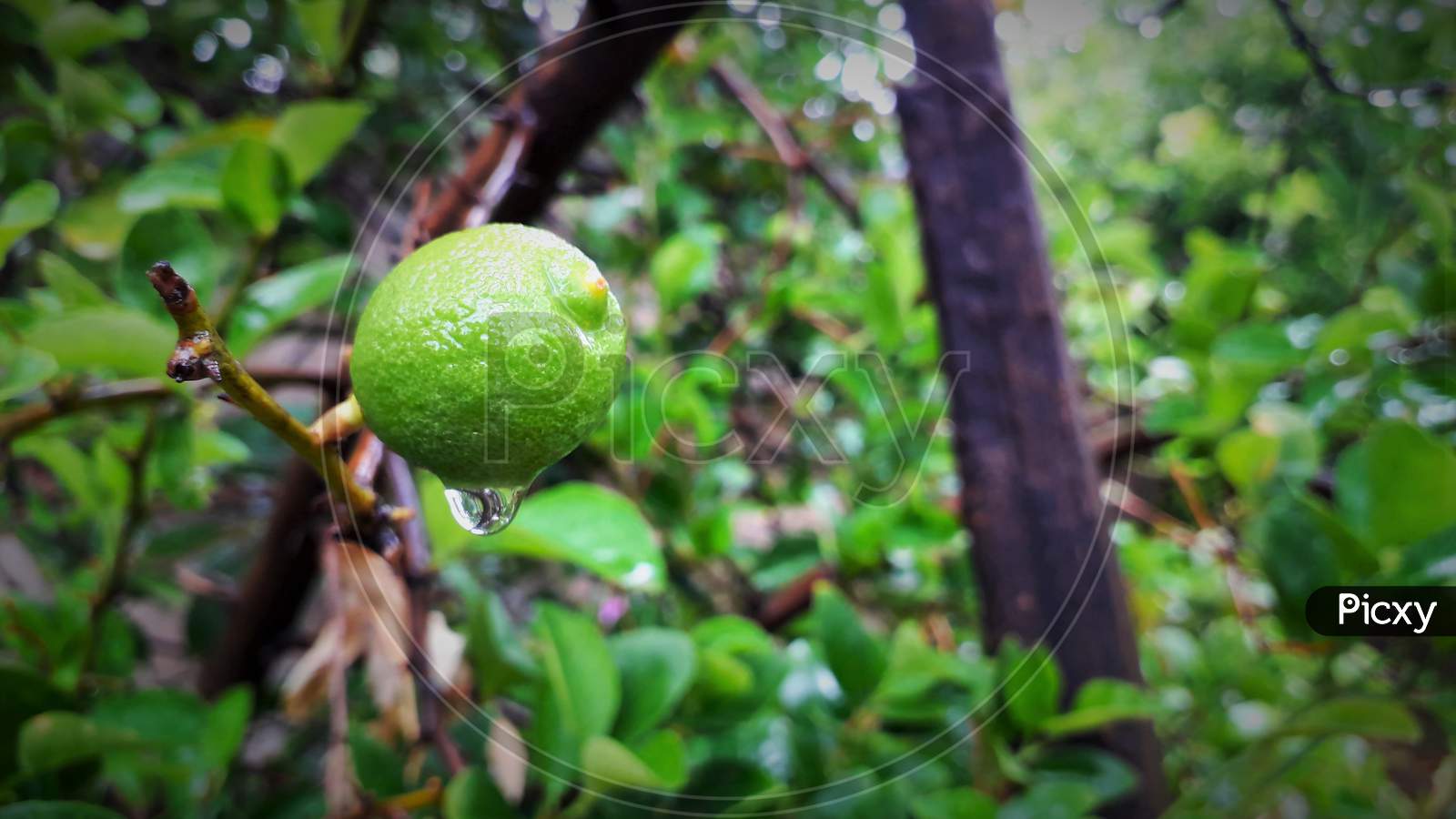 Green Raw Lemon Hanging On Branch With Water Drops In Rain