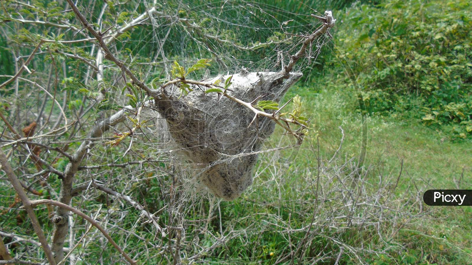 Birds nest on tree branch