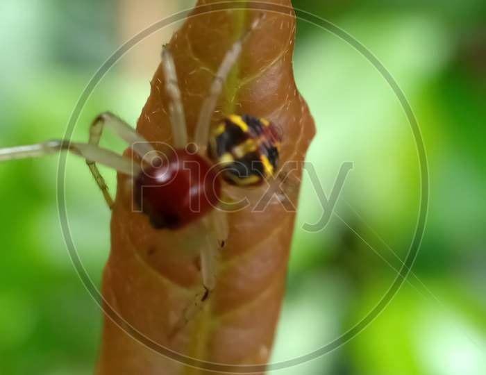 Jumping Spider On A Leaf