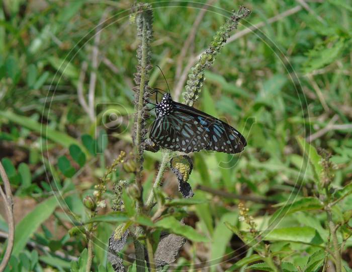 Butterfly sitting on grass
