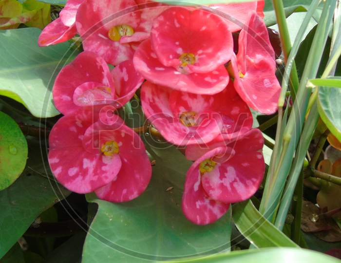 beautiful flower on green plant