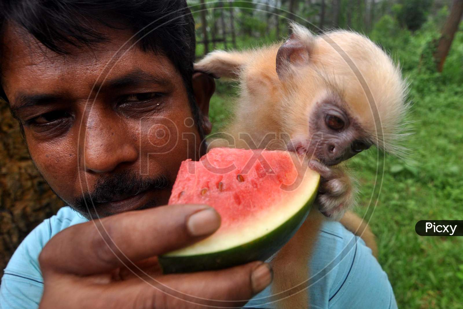 An animal keeper feeds a three-month-old golden langur after it was rescued at Assam State Zoo popularly known as Botanical Garden in Guwahati, Assam on July 9, 2020