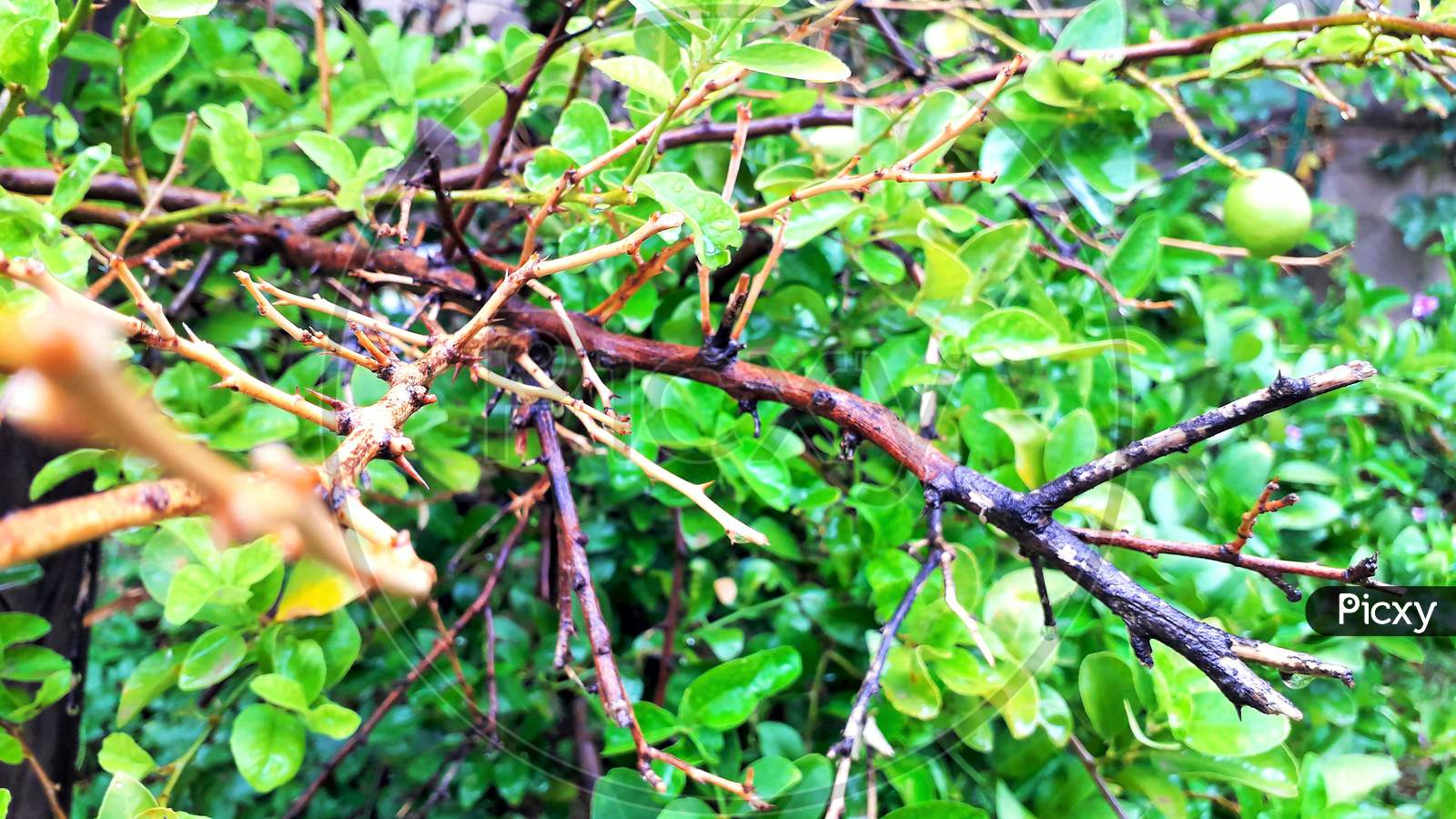 Dead Branch On Lemon Tree With Water Drops On Leaves In Raining
