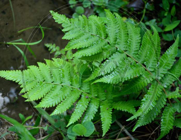 the beautiful green plant with leaves in the forest.
