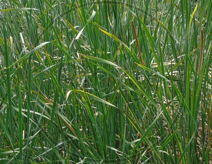 Grass in lake side