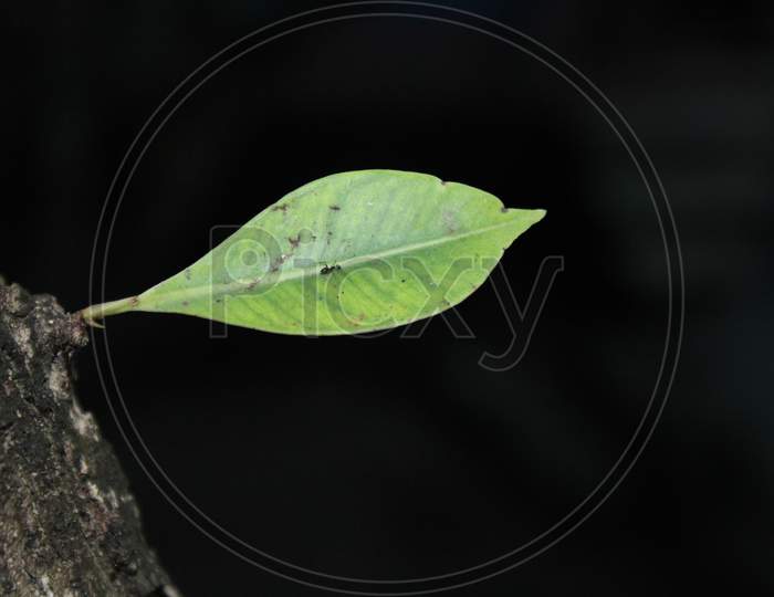 Single tree leaf with tree