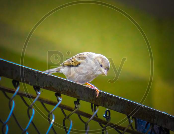 Bird image, Sparrow sitting on iron fencing
