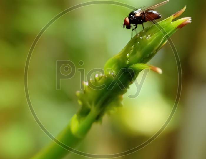 House Fly On Green Plant