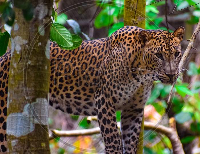 Jaguar in forest