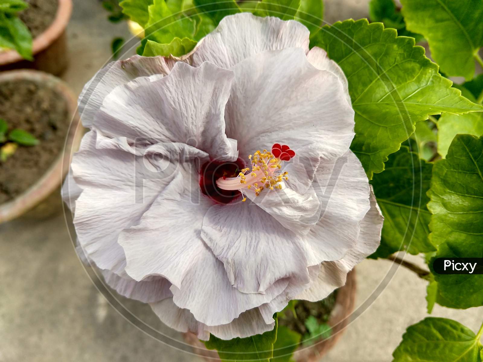 Close Up View Of A Beautiful White Hibiscus Flower