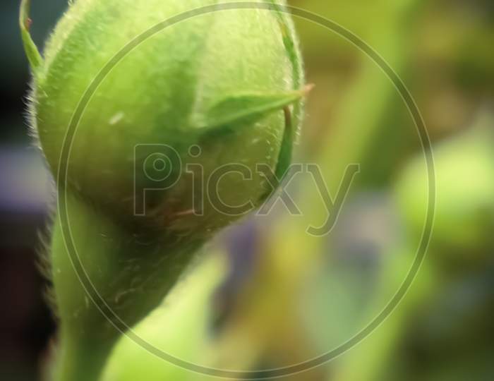 Rose Flower Bud In Close Up