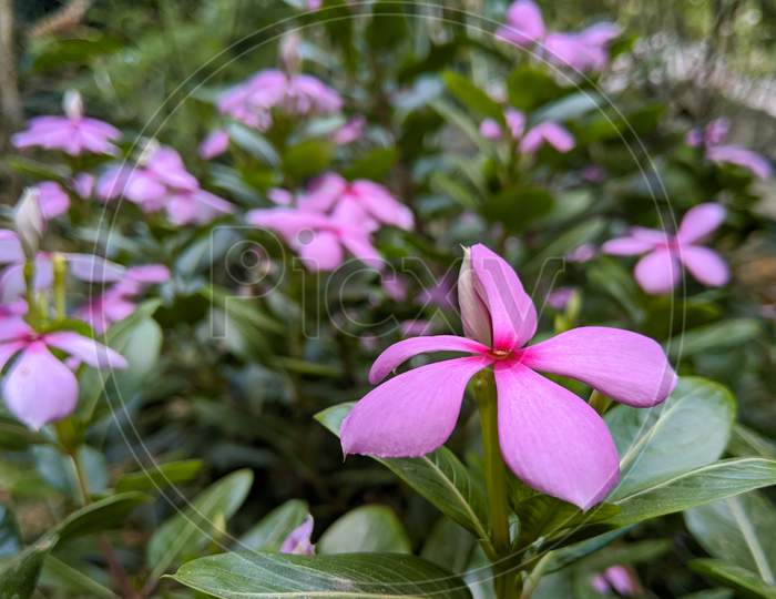Pink Periwinkle Flower With Green Leaves In Blurry Background