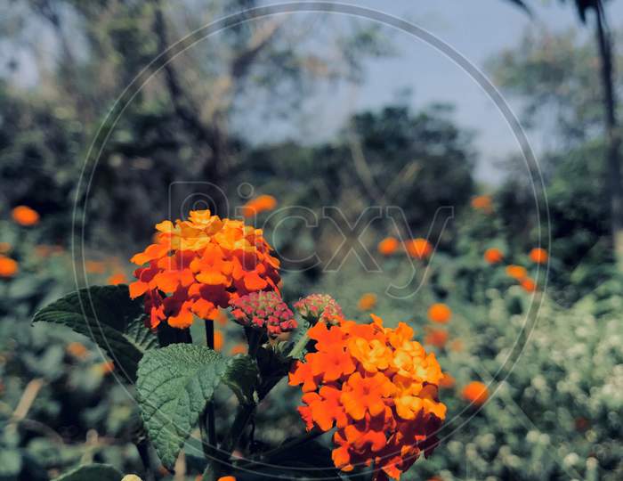 A flower with orange colour