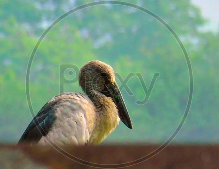 Bird Image of an Asian openbill stork(Anastomus oscitans) with natural green background.Half hidden Asian openbill Stork.
