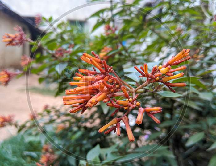 Fire Bush Flower With Green Leaves In Blurry Background
