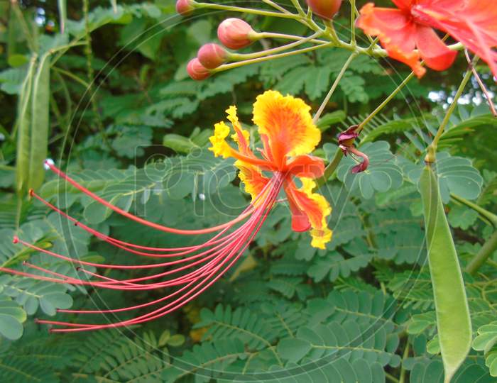 Yellow and red peacock flower
