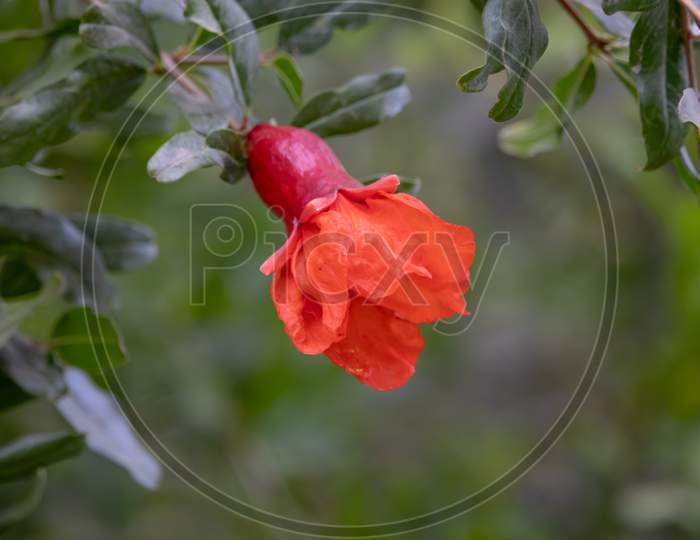 Beautiful Red Flowers Of Pomegranate Blooming On A Tree Branch