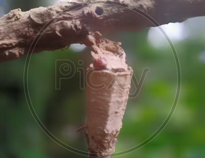 Insects Nest On A Branch Hanging