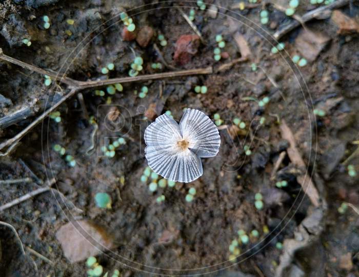 White Mushroom Growing From Soil Top Angle View