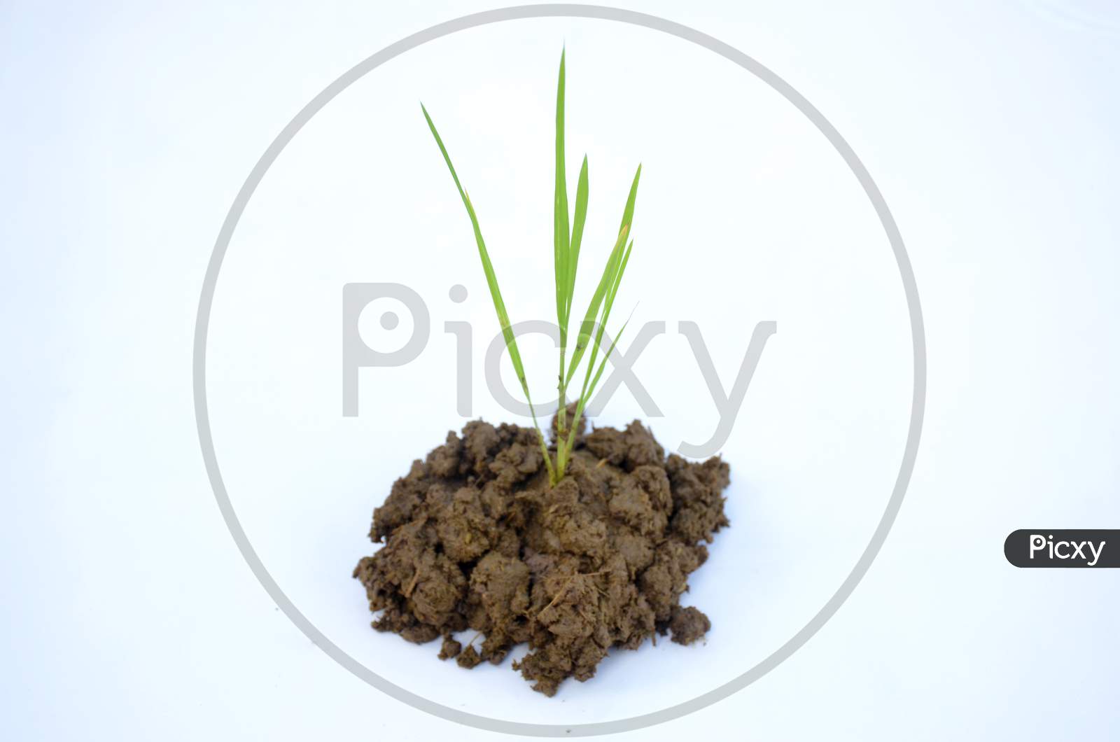 the green paddy plant seedlings isolated on white background.