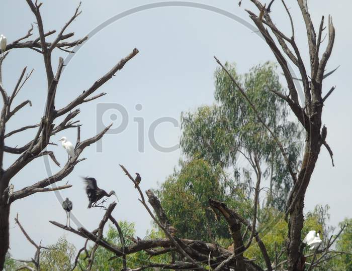 birds sitting on a tree