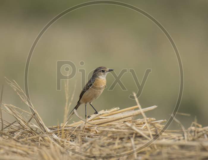 A Wild Bird On The Dry Paddy Tree in the paddyfield .