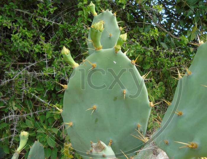 cactus plant with fruits