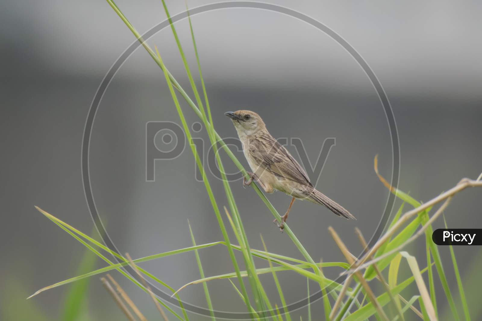 A Wild Bird On The Long Grass At Wetland .