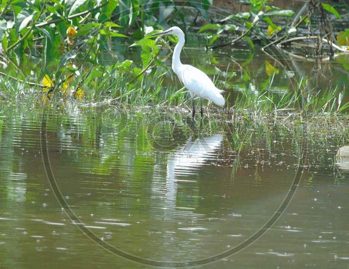 A big white bird in lake side