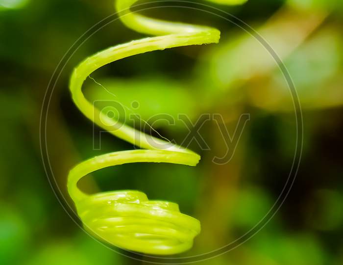 Tendril Of A Plant Macro