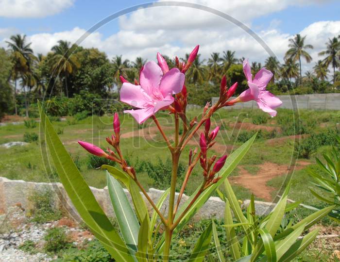 pink flowering plant with flower