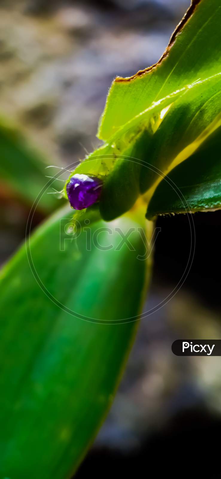 Green Plant And Violet Flower Bud