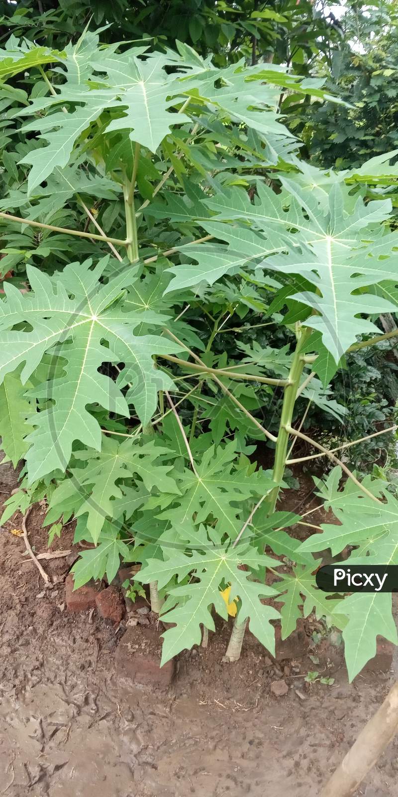 Papaya plant green