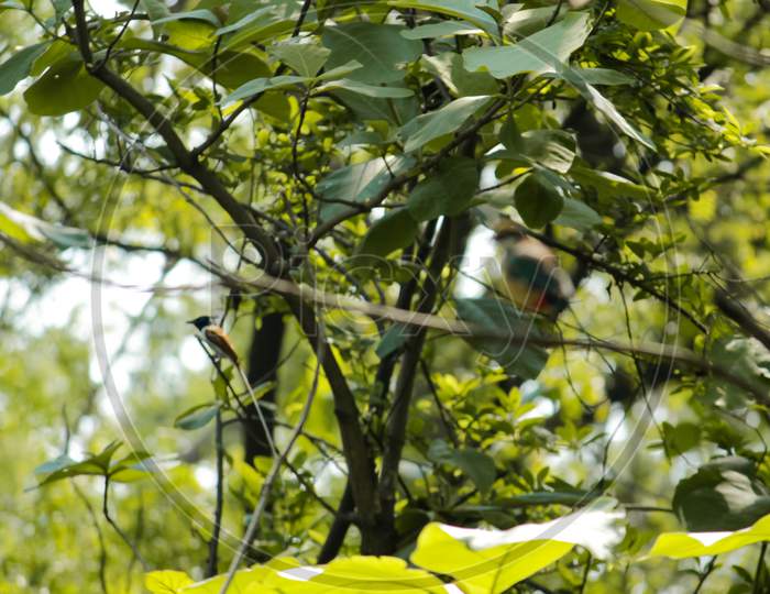 Selective Focus Asian Paradise Flycatcher And Indian Pitta In Out Of Focus