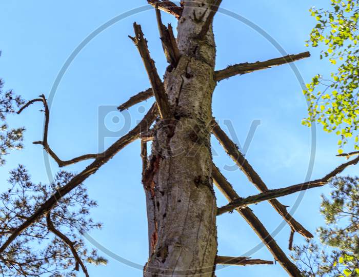 Dead Dry Tree In Forest And Blue Sky