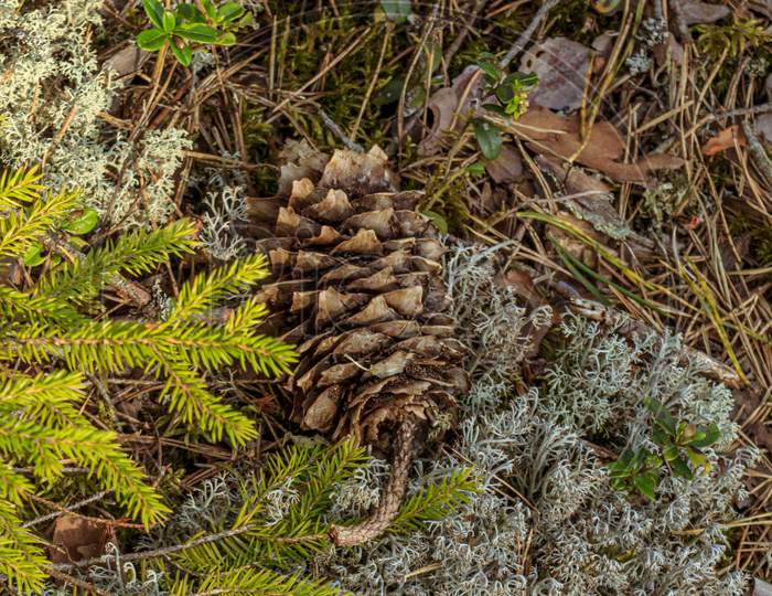 Pine Cone In Forest Moss Covered Ground