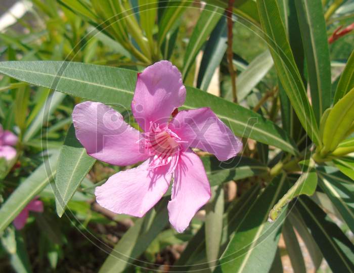 pink flowering plant with flower