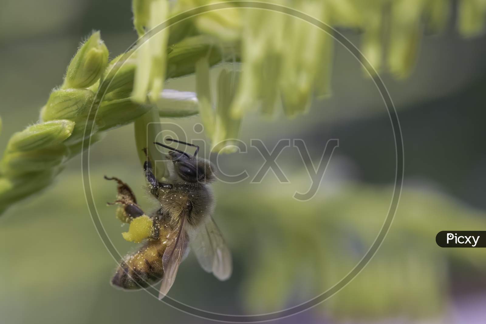 Honey Bee Collecting Pollen