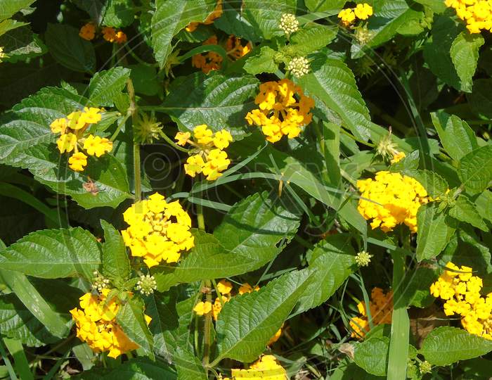 small yellow flower in green plant