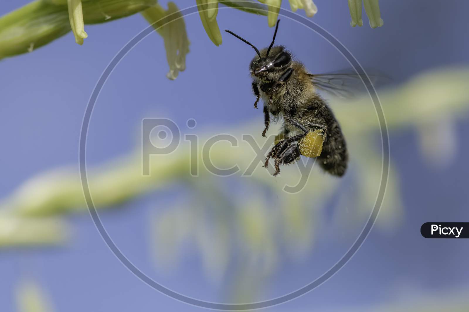 Honey Bee In Flight