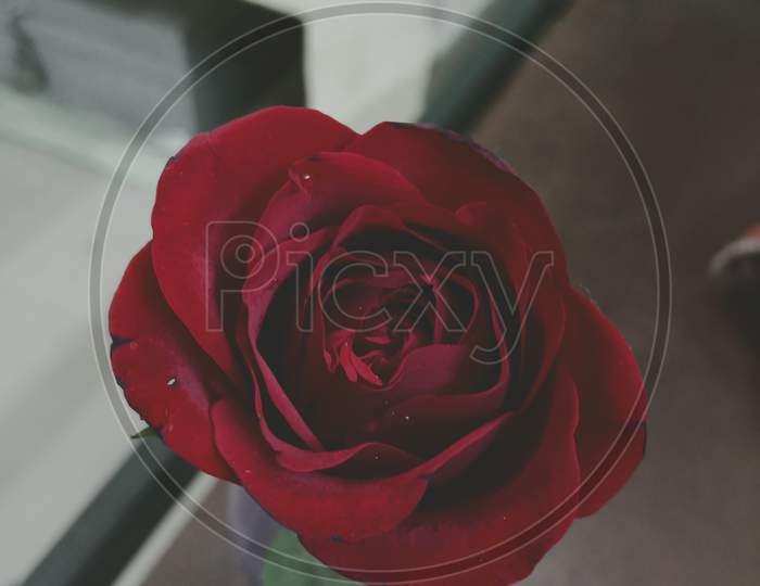 Red Rose on a wooden table