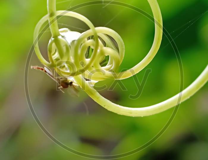 Green Spiral And Insect On It