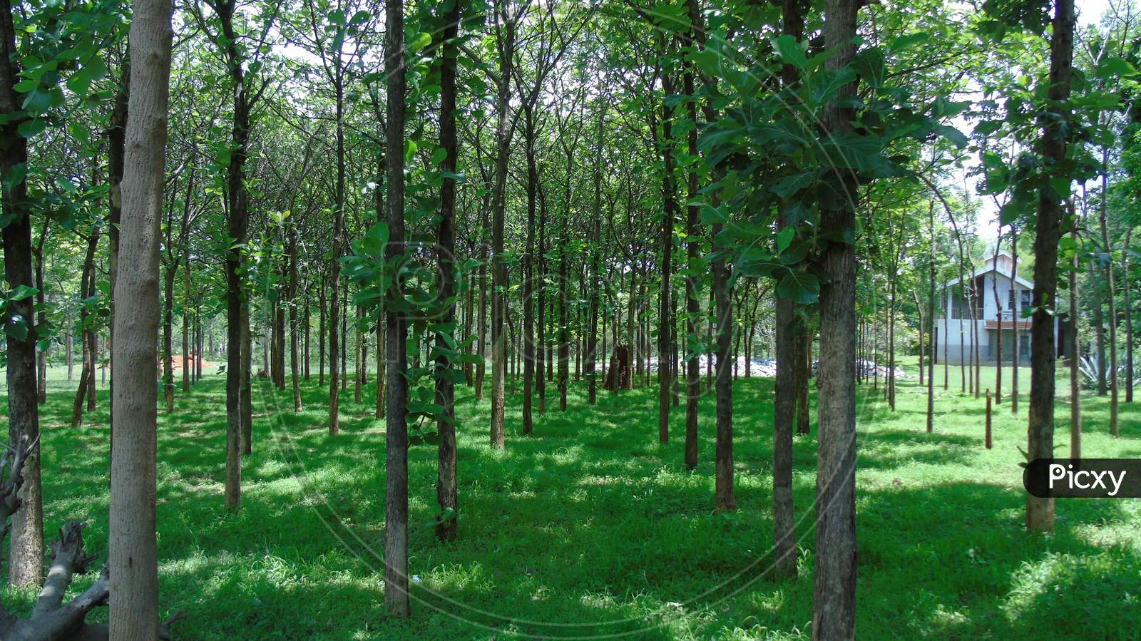 teak wood plantation