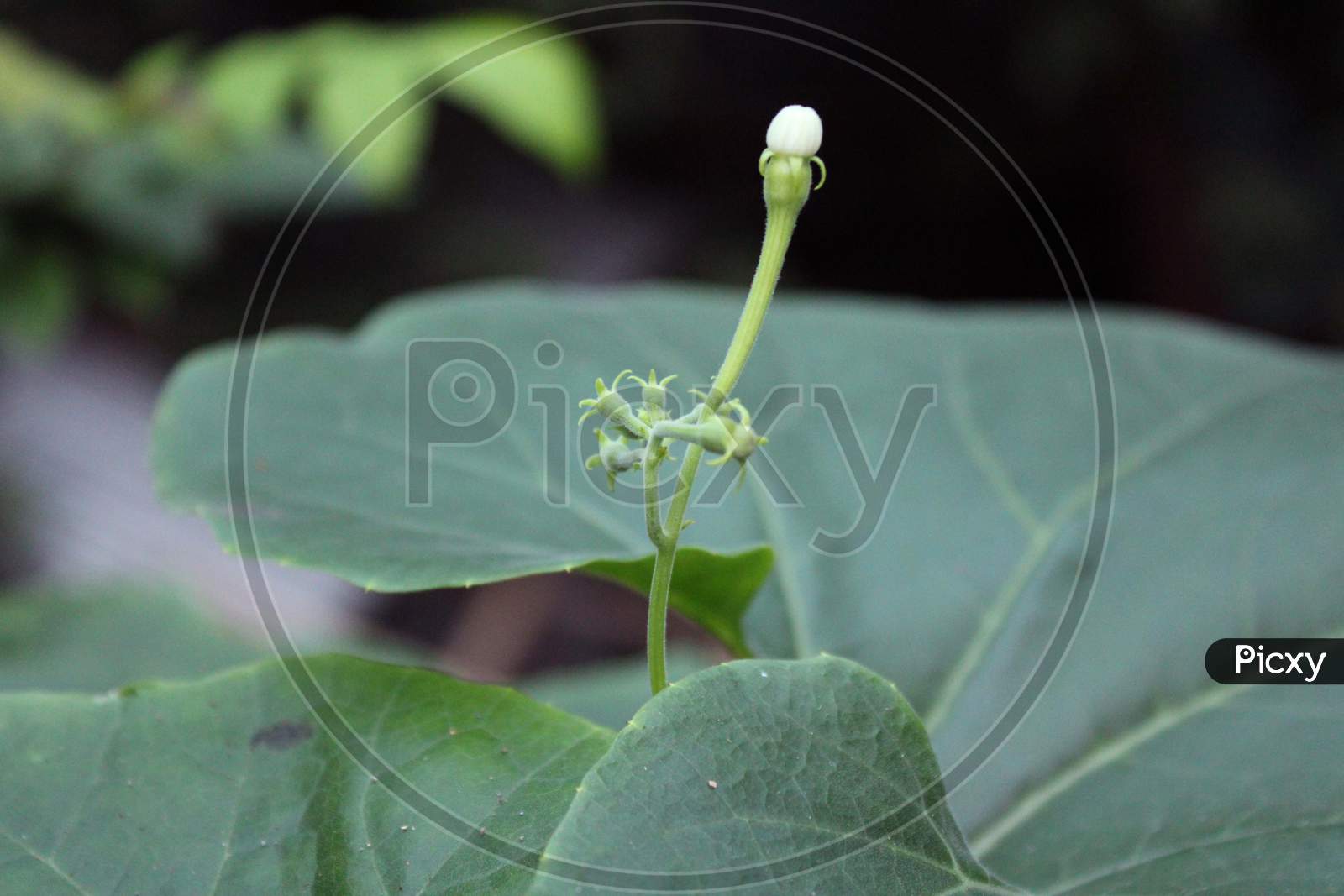 Close up vegetable flower with fresh leaf
