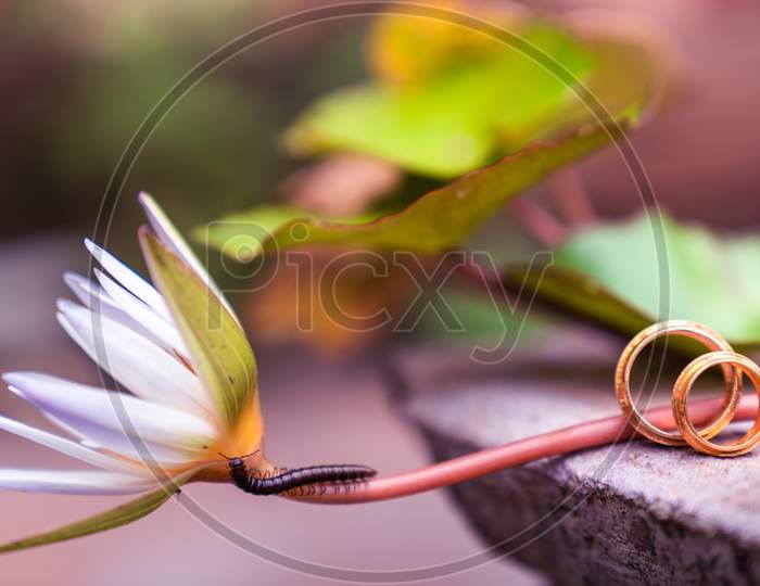 the wedding ring with flower with bee