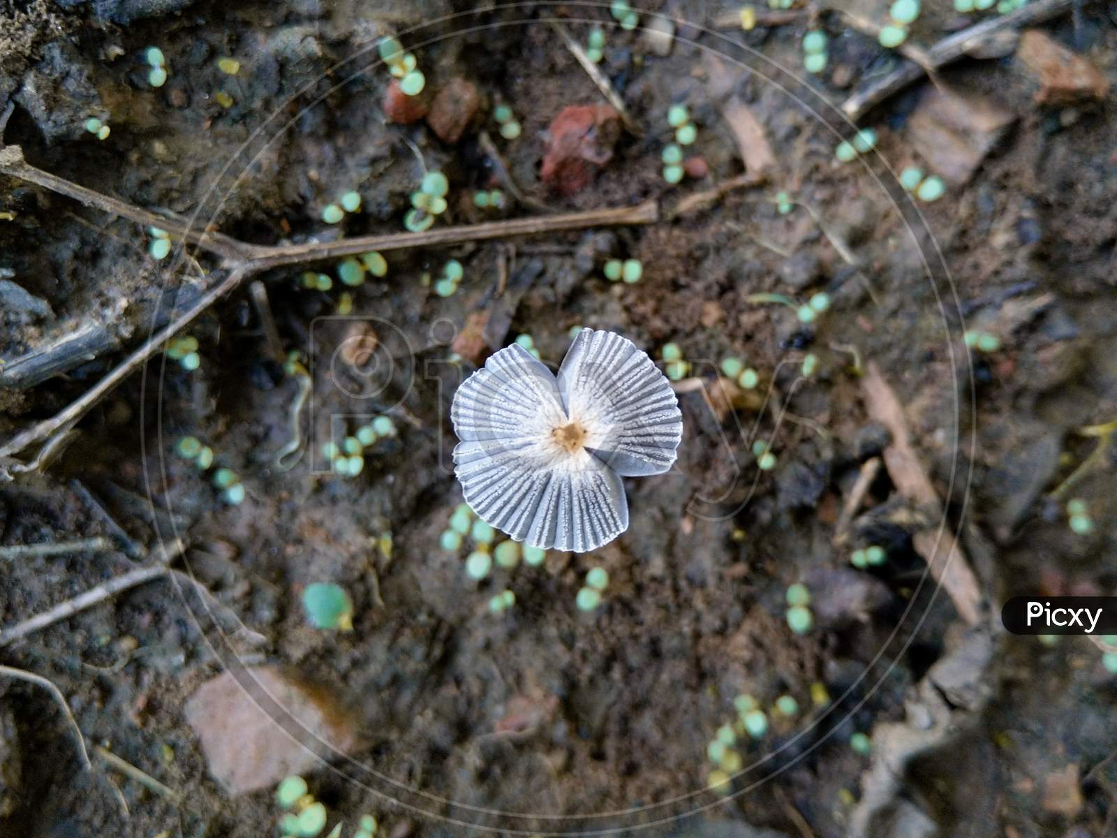 White Mushroom Growing From Soil Top Angle View