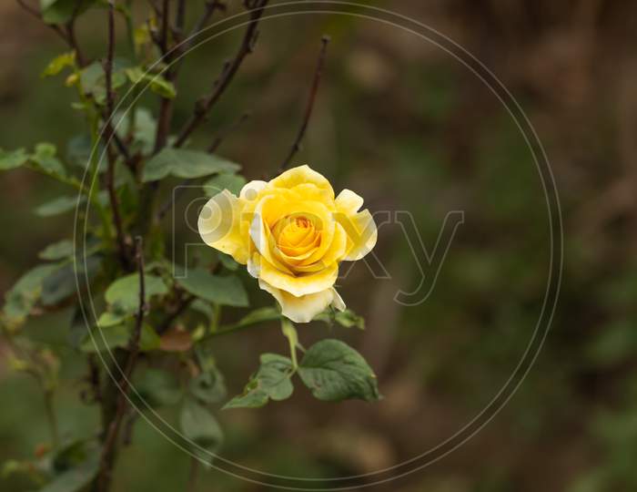 Yellow Rose Flower In Nature Falls Colors In Spring
